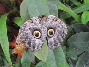 butterflyIMG_1761